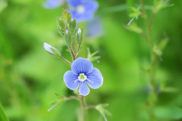 Piękny Letni Kwiat Kwitną Naturze — Zdjęcie stockowe