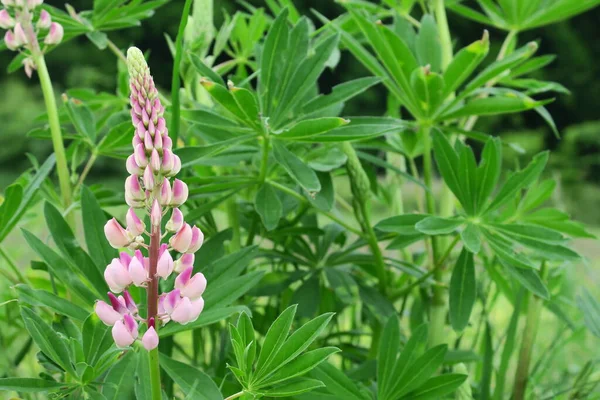 Schöne Sommerblumen Blühen Der Natur — Stockfoto