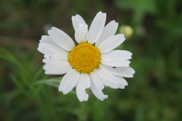 Hermosa Flor Verano Naturaleza — Foto de Stock