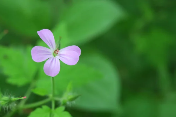 Piękny Letni Kwiat Kwitną Naturze — Zdjęcie stockowe