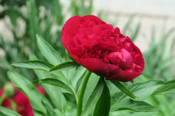 Bellissimo Fiore Estivo Fiorito Natura — Foto Stock