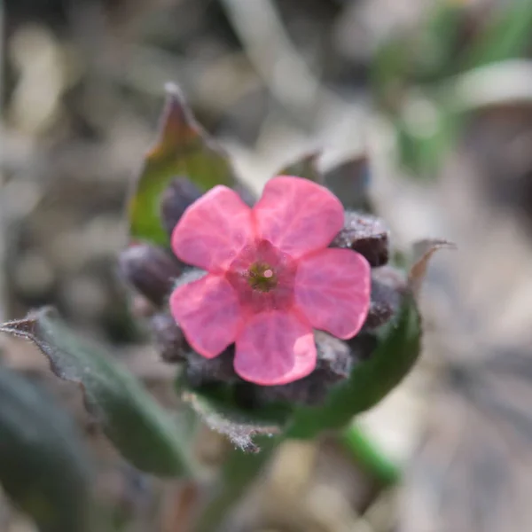 Schöne Sommerblumen Blühen Der Natur — Stockfoto