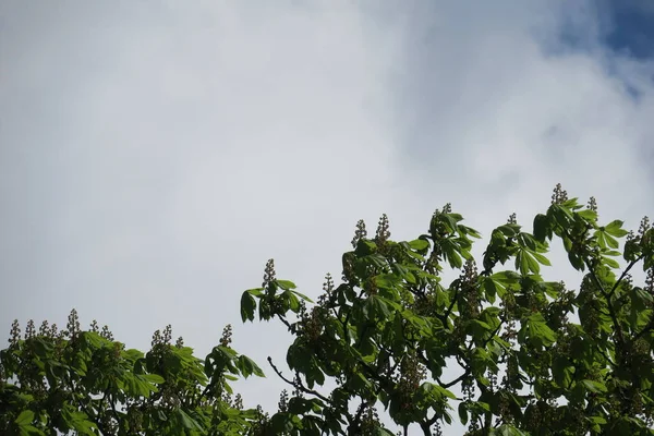 Blauwe Lucht Grijze Wolken Bij Mooi Weer Een Achtergrond Van — Stockfoto