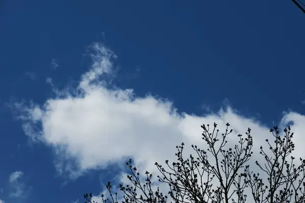 Голубое Небо Серые Облака Возле Дерева — стоковое фото