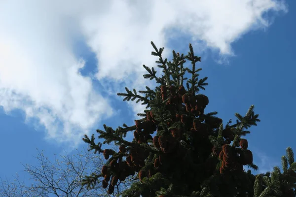 空の背景にクリスマスツリーとコーン — ストック写真