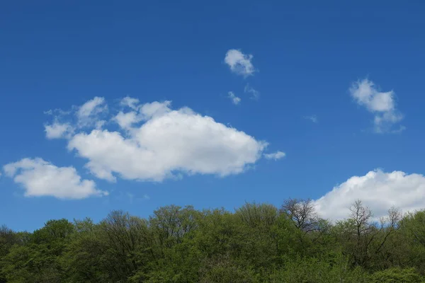 Céu Azul Nuvens Cinzas Bom Tempo Fundo Árvores Floresta — Fotografia de Stock