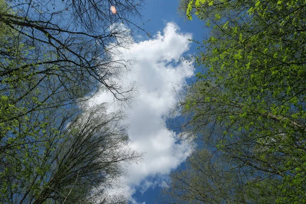 Cielo Blu Nuvole Grigie Con Bel Tempo Uno Sfondo Alberi — Foto Stock