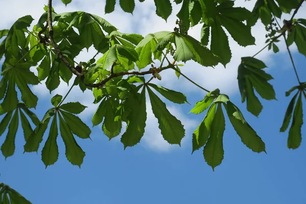 Błękitne Niebo Szare Chmury Dobrej Pogodzie Tle Drzew Lesie — Zdjęcie stockowe