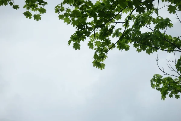 Blå Himmel Och Grå Moln Bra Väder Bakgrund Träd Skogen — Stockfoto