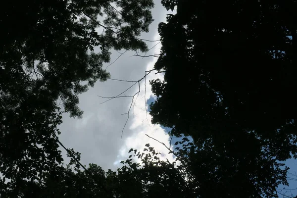 Cielo Azul Nubes Grises Buen Tiempo Sobre Fondo Árboles Bosque — Foto de Stock