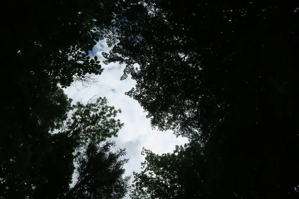 Cielo Blu Nuvole Grigie Con Bel Tempo Uno Sfondo Alberi — Foto Stock