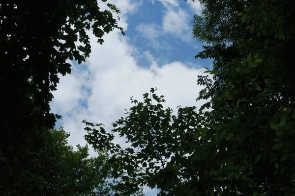 Blue Sky Gray Clouds Good Weather Background Trees Forest — Stock Photo, Image