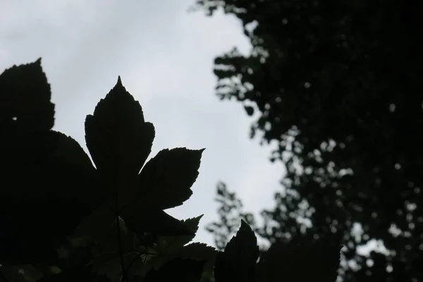 Блакитне Небо Сірі Хмари Гарну Погоду Тлі Дерев Лісі — стокове фото