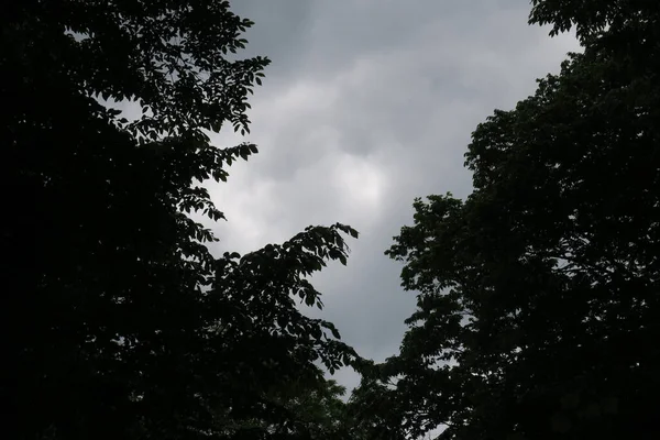 Céu Azul Nuvens Cinzas Bom Tempo Fundo Árvores Floresta — Fotografia de Stock