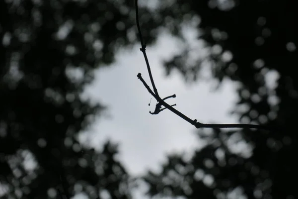 Céu Azul Nuvens Cinzas Bom Tempo Fundo Árvores Floresta — Fotografia de Stock