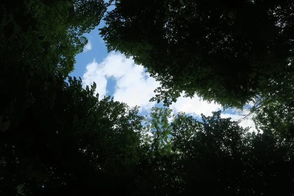 Modrá Obloha Šedé Mraky Dobrém Počasí Pozadí Stromů Lese — Stock fotografie