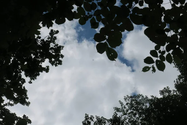 Kék Szürke Felhők Időben Fák Hátterében Erdőben — Stock Fotó