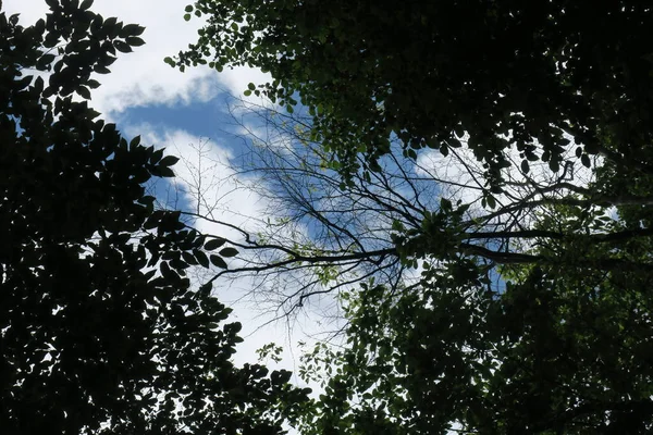 Cielo Blu Nuvole Grigie Con Bel Tempo Uno Sfondo Alberi — Foto Stock