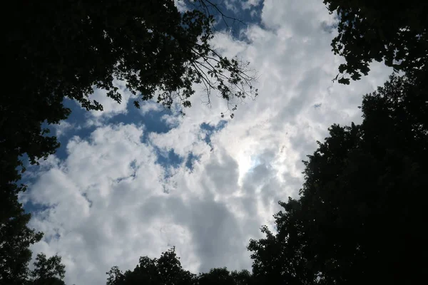Kék Szürke Felhők Időben Fák Hátterében Erdőben — Stock Fotó