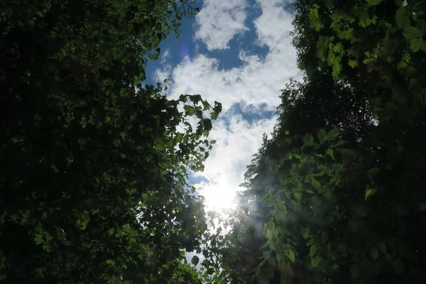 森の木々を背景に天気の良い日には青空と灰色の雲 — ストック写真