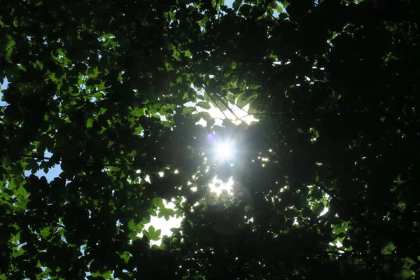 Cielo Blu Nuvole Grigie Con Bel Tempo Uno Sfondo Alberi — Foto Stock