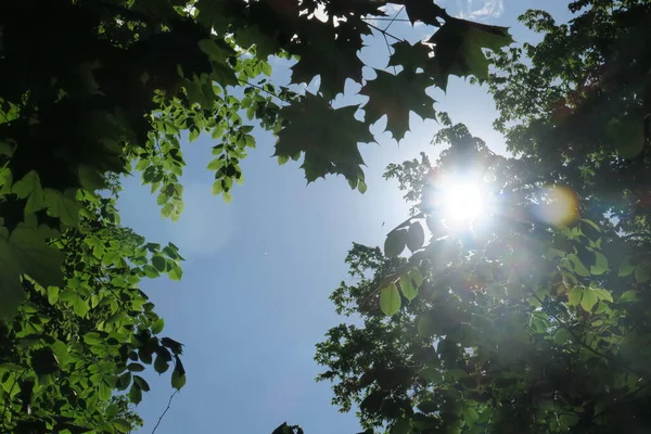 Cielo Blu Nuvole Grigie Con Bel Tempo Uno Sfondo Alberi — Foto Stock