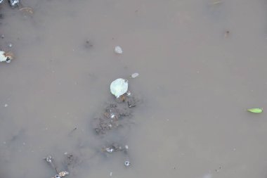 Yağmur ve bataklıktan sonra ormanda su birikintisi