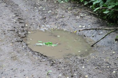 Yağmur ve bataklıktan sonra ormanda su birikintisi