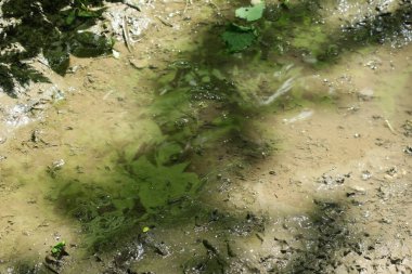 Yağmur ve bataklıktan sonra ormanda su birikintisi