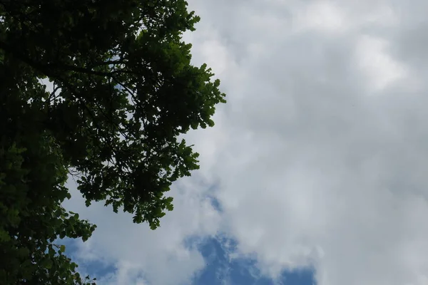 Modrá Obloha Šedé Mraky Dobrém Počasí Pozadí Stromů Lese — Stock fotografie