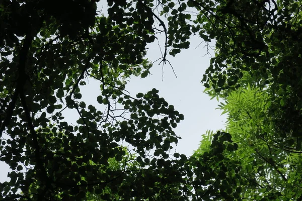 Modrá Obloha Šedé Mraky Dobrém Počasí Pozadí Stromů Lese — Stock fotografie