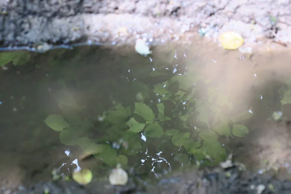 Puddle Στο Δάσος Μετά Βροχή Και Βάλτο — Φωτογραφία Αρχείου