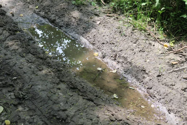 Puddle Στο Δάσος Μετά Βροχή Και Βάλτο — Φωτογραφία Αρχείου