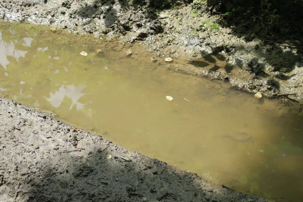 Puddle Στο Δάσος Μετά Βροχή Και Βάλτο — Φωτογραφία Αρχείου