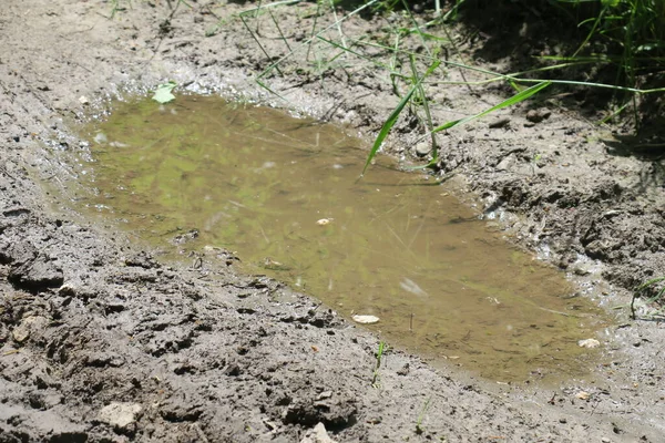 Puddle Lese Dešti Bažině — Stock fotografie