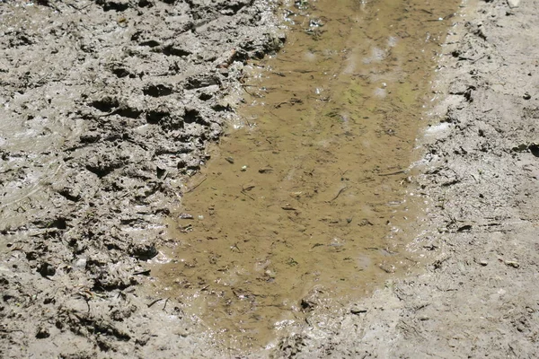 雨と沼の後の森の中の水たまり — ストック写真