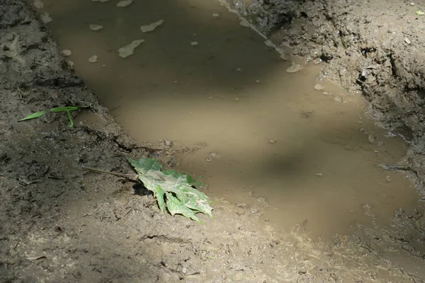 雨后和沼泽后在森林里打滚 — 图库照片