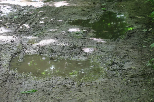 Puddle Erdőben Eső Után Mocsár — Stock Fotó