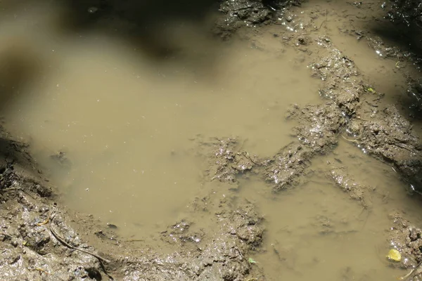 Puddle Dans Forêt Après Pluie Les Marais — Photo