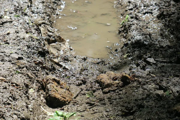 Puddle Erdőben Eső Után Mocsár — Stock Fotó