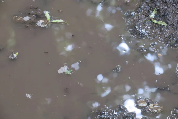 Pudim Floresta Depois Chuva Pântano — Fotografia de Stock