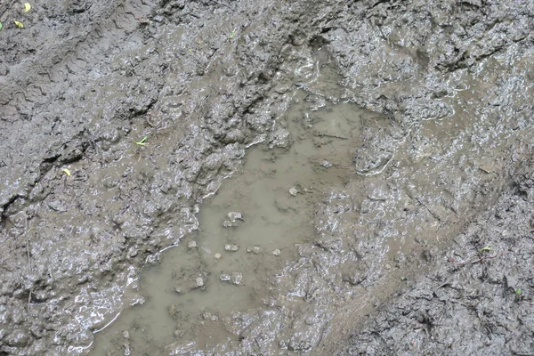 雨后和沼泽后在森林里打滚 — 图库照片