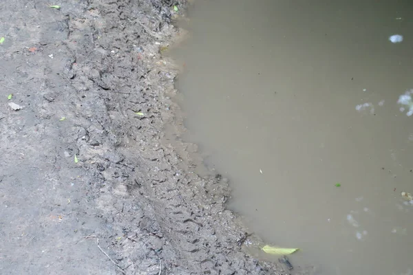 Puddle Lese Dešti Bažině — Stock fotografie