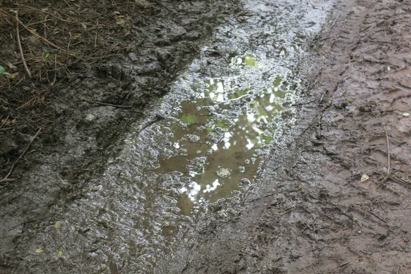 雨と沼の後の森の中の水たまり — ストック写真