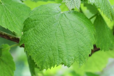 Baharda yeşil üzüm yaprakları