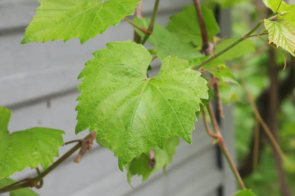 Green Young Grape Leaves Spring — Stock Photo, Image