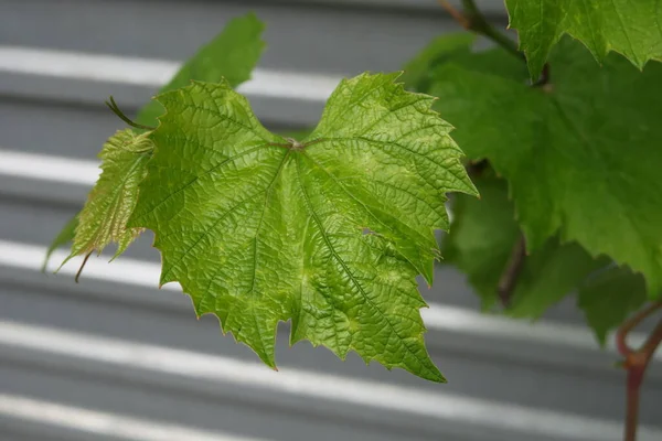 Green Young Grape Leaves Spring — Stock Photo, Image