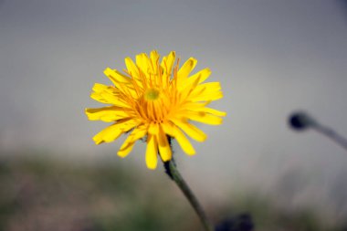 Bahçedeki güzel sarı karahindiba çiçeği
