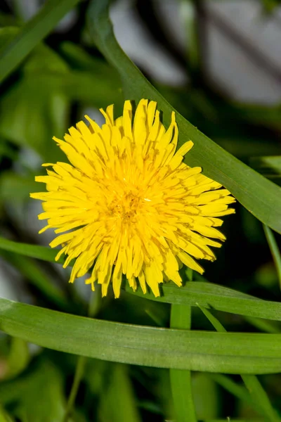 Bellissimo Fiore Tarassaco Giallo Giardino — Foto Stock