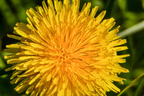 Цветок Желтого Одуванчика Саду — стоковое фото